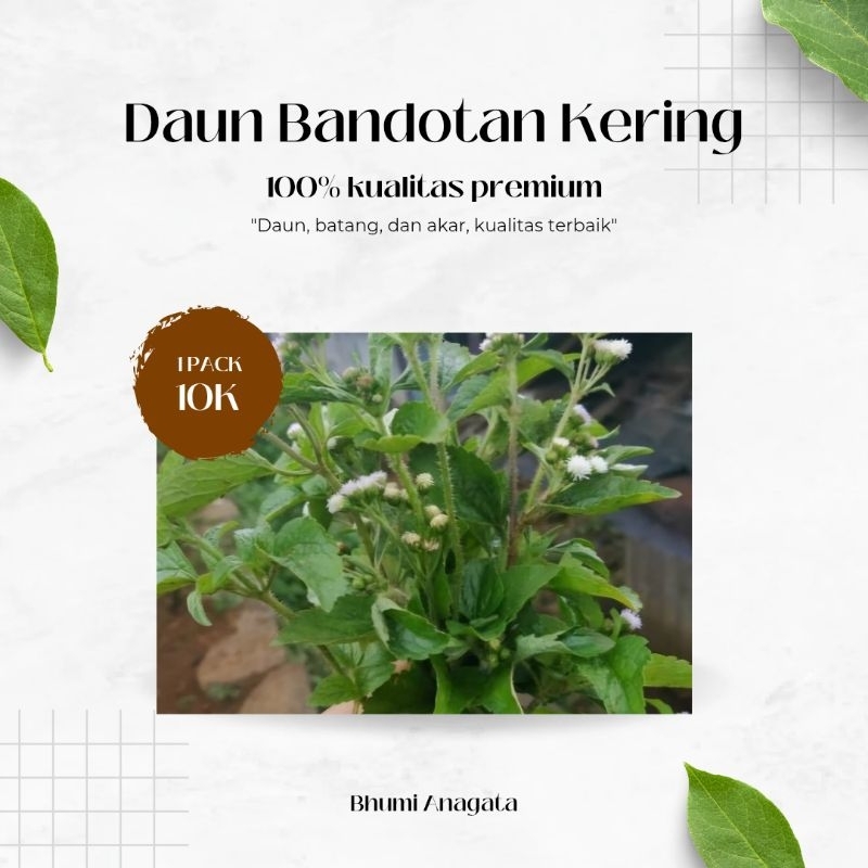 

daun bandotan kering kualitas super