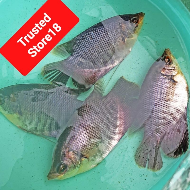 Anak / bibit ikan gurami soang, calon besar