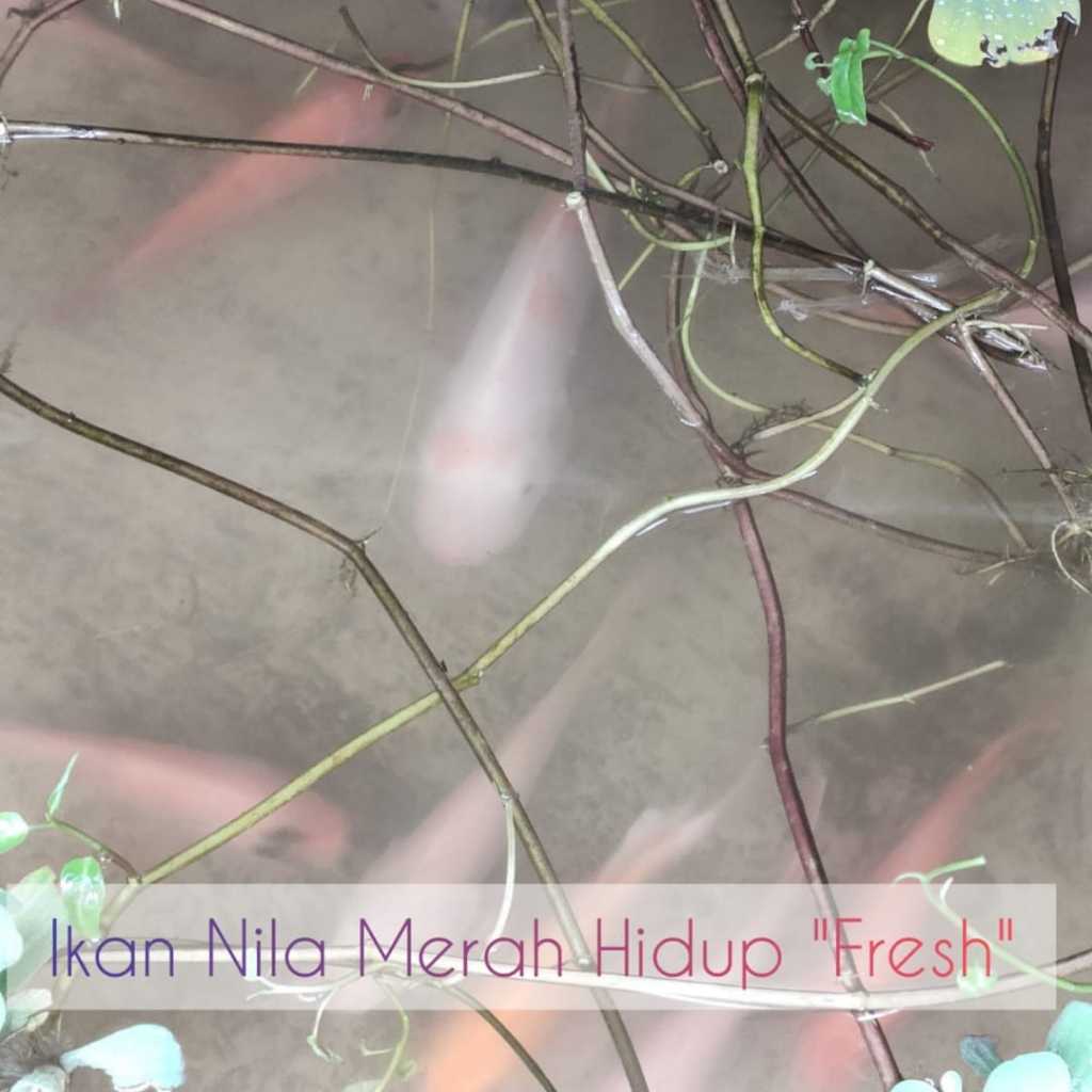 

Ikan Nila Hidup_Fresh (FREE Dibersihkan)