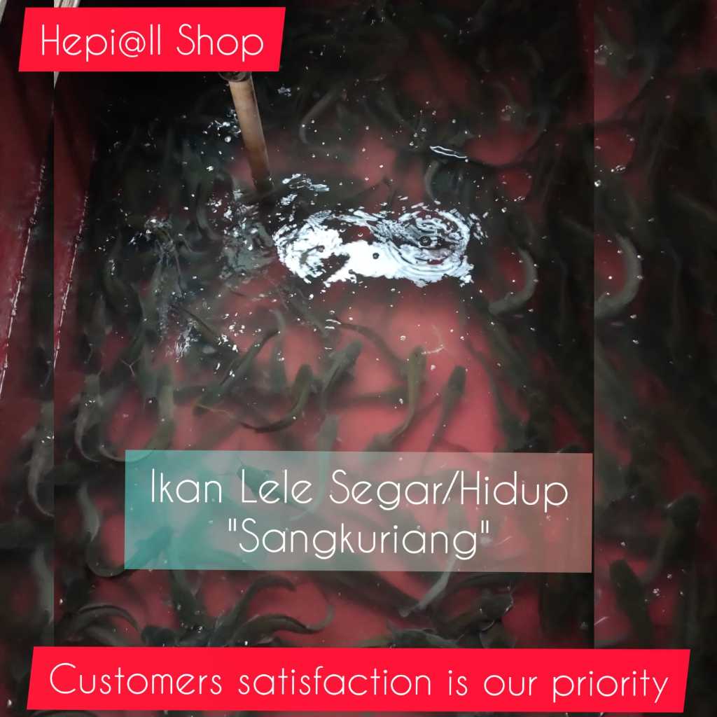 

Ikan Lele Sangkuriang Hidup (Fresh)_Free DIBERSIHKAN