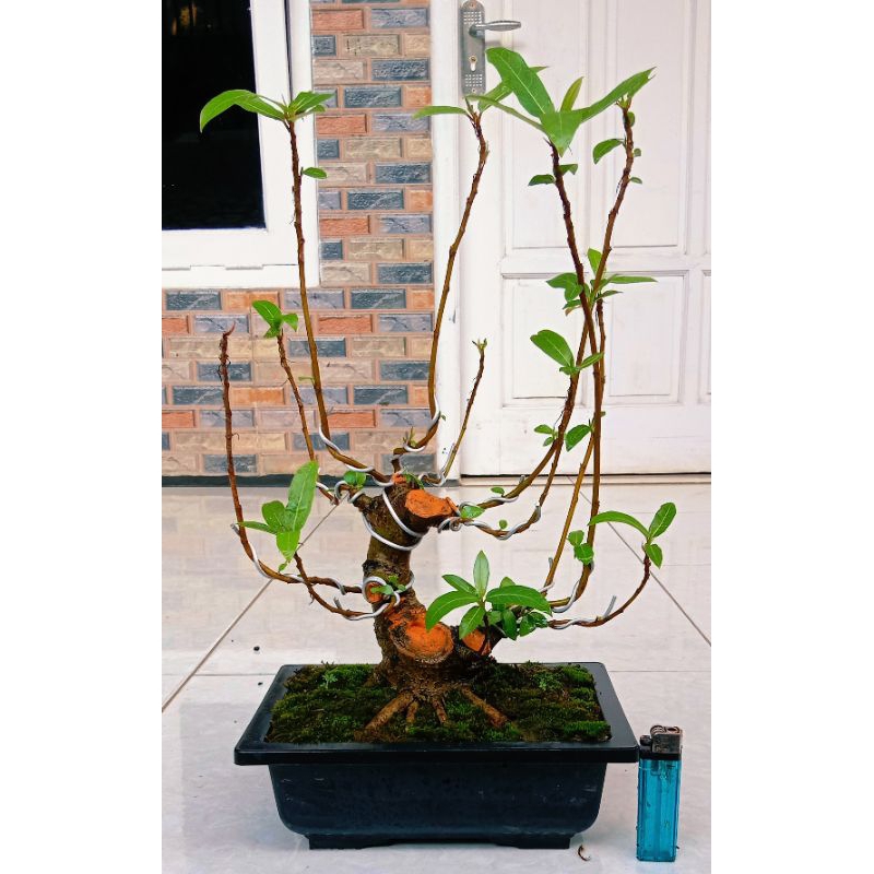 bonsai loa bogel prospek 190.000 program akar