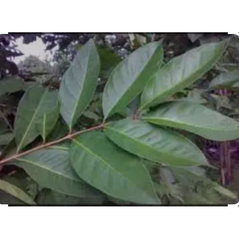

Daun salam fresh