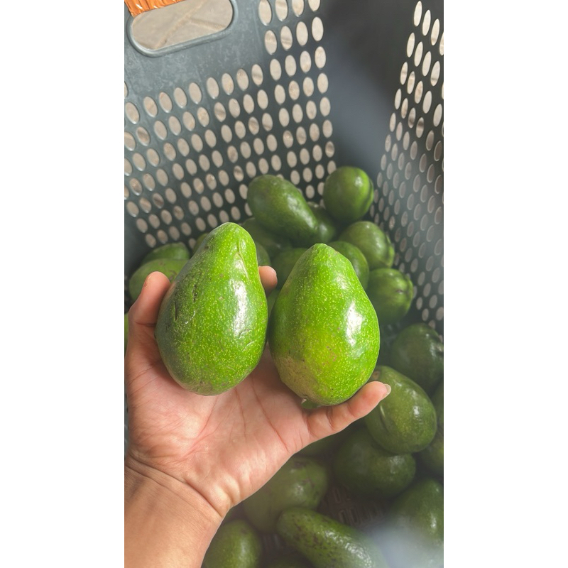 

Alpukat Mentega Mini - Buah Alpukat Segar