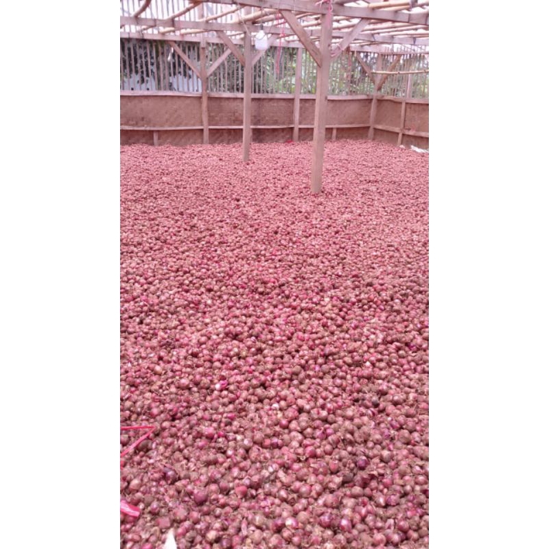 

BAWANG MERAH GARUT