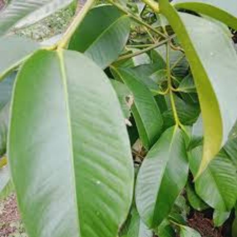 

50 lmbr daun manggis manggu freshh segar dadakan