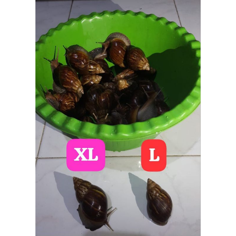 

Bekicot Hidup atau bersih