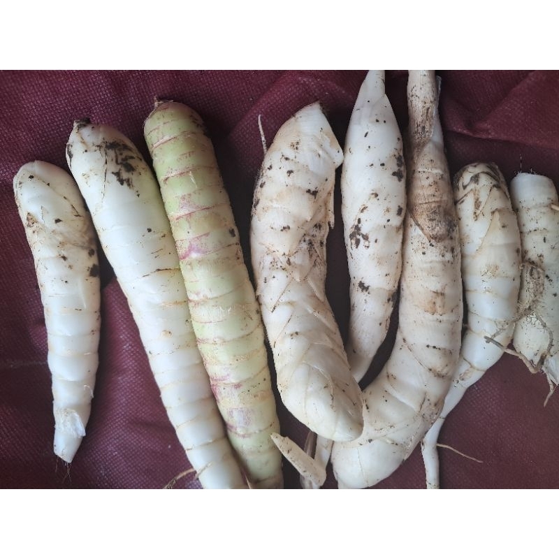 

ubi sagu atau garut segar obat herbal alami 1 kg