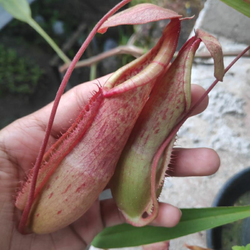 Nepenthes (Mirabilis x Northiana) x Smilesii FEMALE