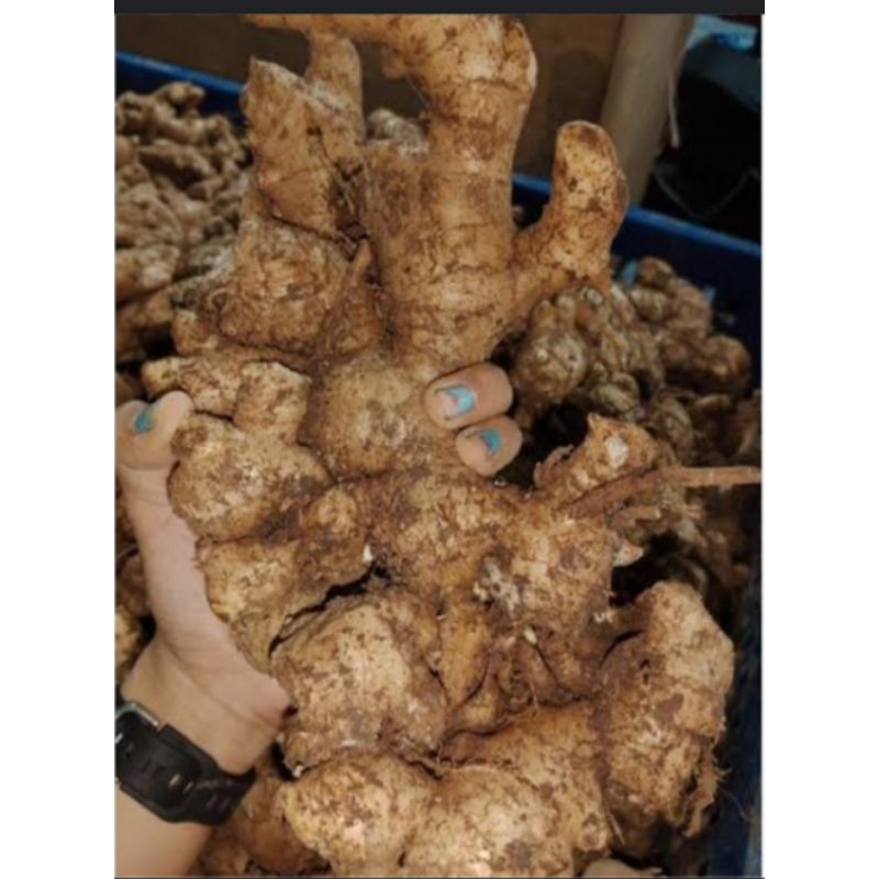 

Jahe gajah kualitas terbaik/per 1kg