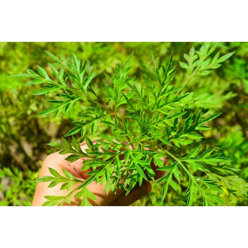 

Daun kenikir / randa midang / ulam raja segar per 200gr