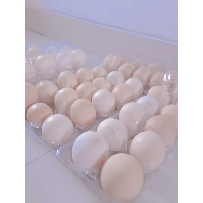 

Telur Ayam Kampung Asli dari peternakan sendiri selalu ready fres setiap hari