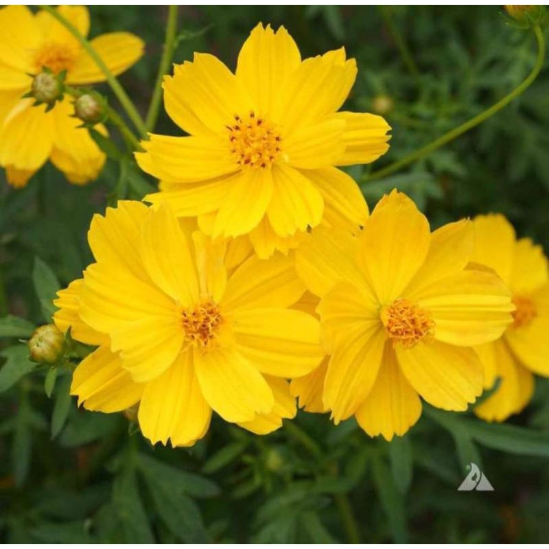 50 biji BENIH KENIKIR KUNING / KENINGKIR KUNING BUNGA