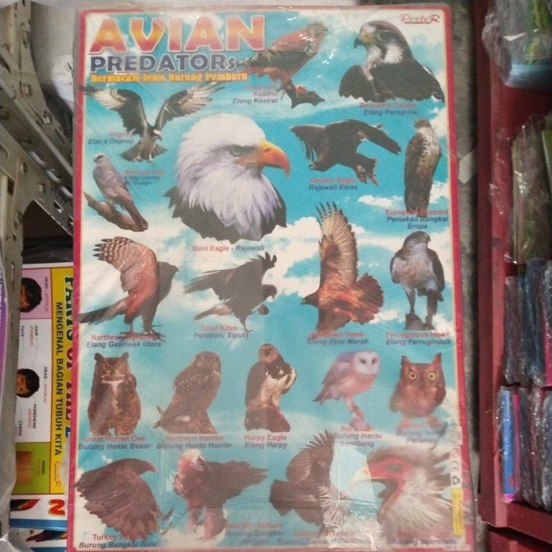 Poster Avian Predators
