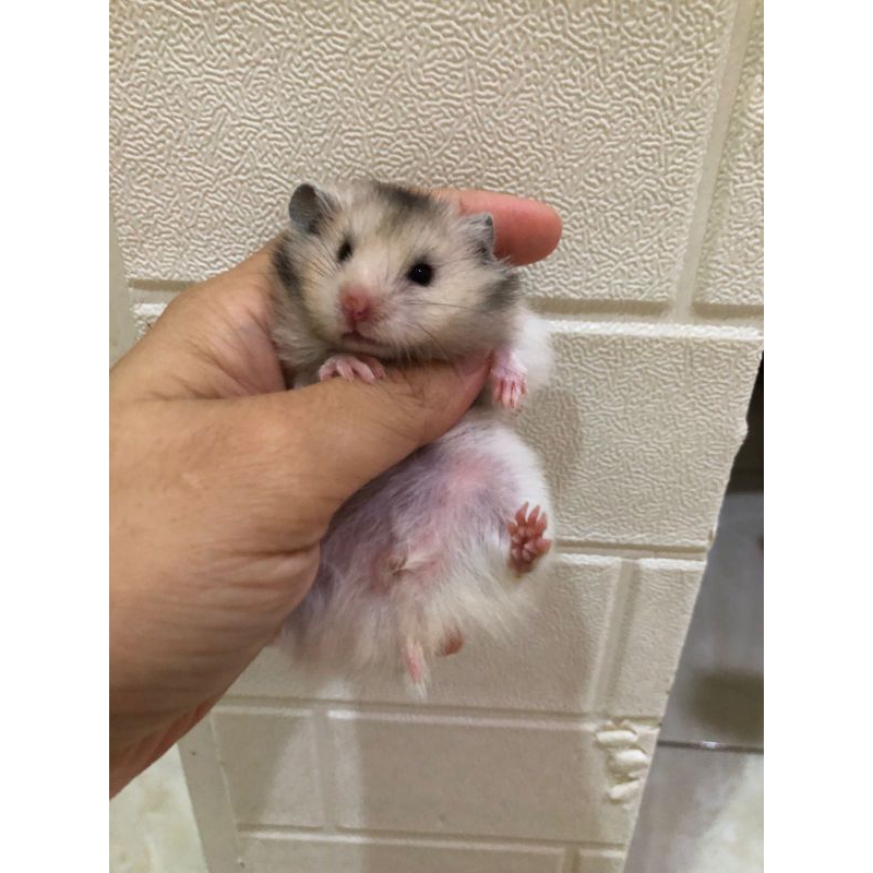 Hamster Syrian Long Hair sehat lucu gemoy murah semarang instan only