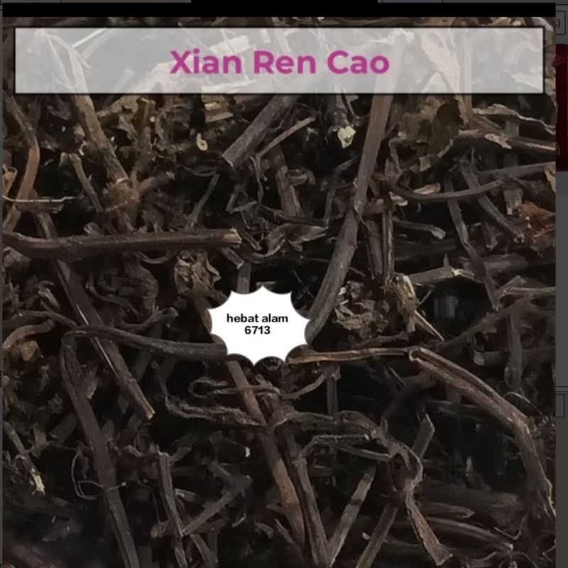 

仙人草 Cincao Hitam Xian Ren Cao