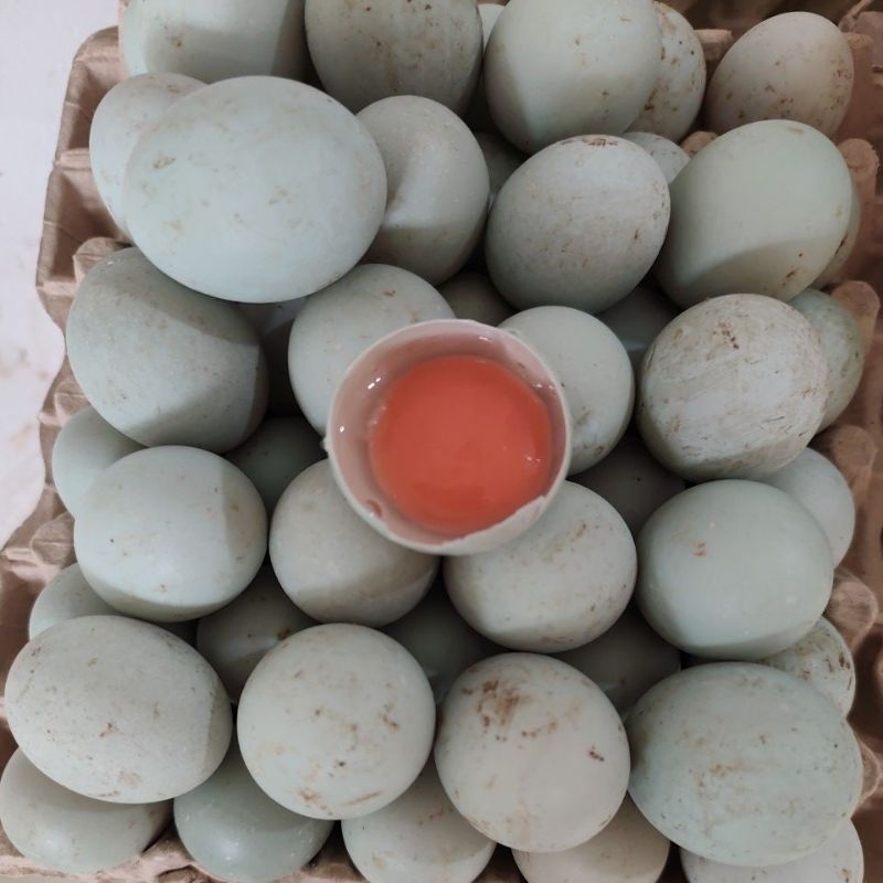 

Telur Bebek Mentah Super