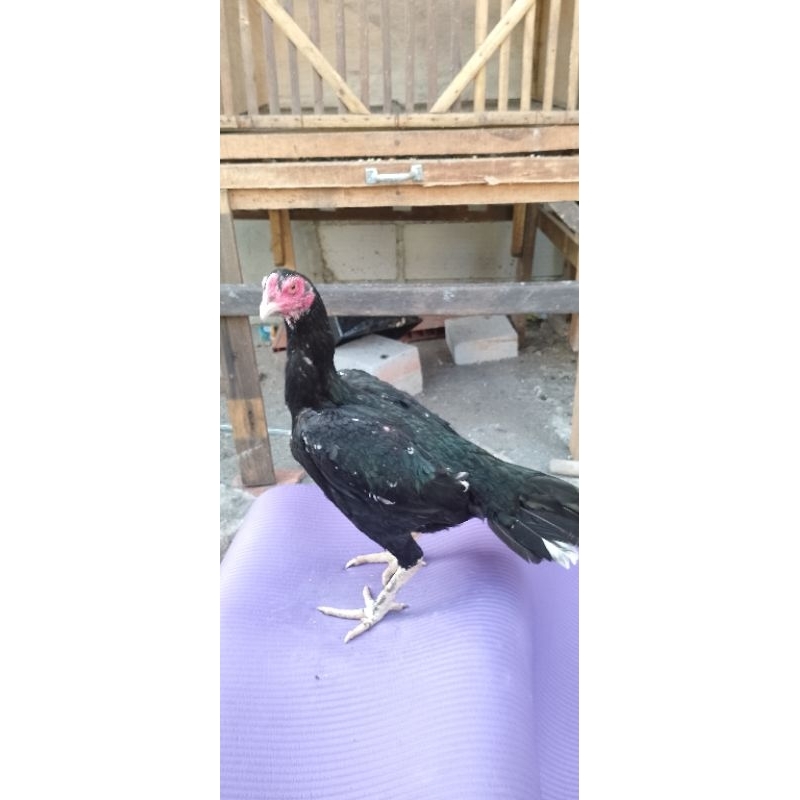 BETINA BANGKOK KLASIK