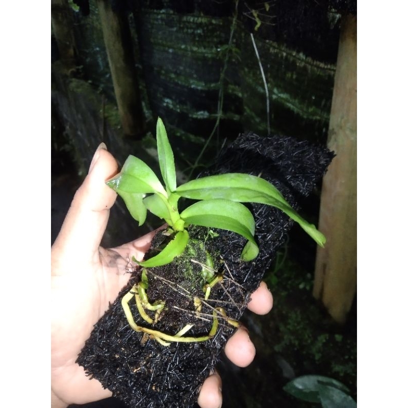 vanda tricolor x phalaenopsis stuartiana