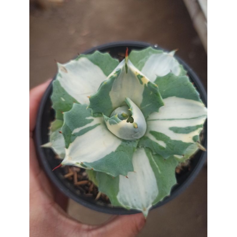 agave shoji raijin silver varigated