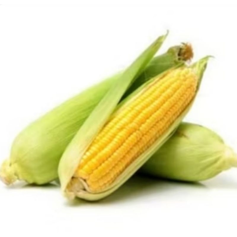 

JAGUNG MANIS PERBUAH