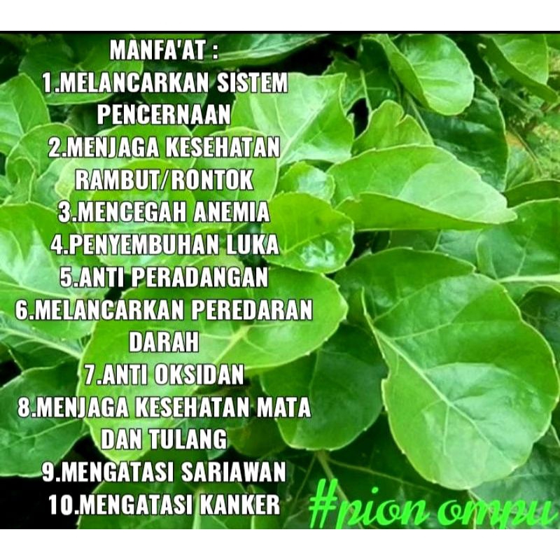 

Daun mangkokan segar herbal alami mencegah kerontokan rambut per 20 lbr