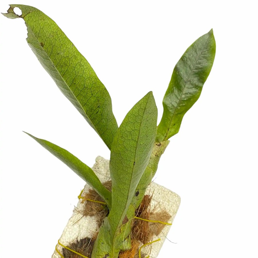 Tanaman Endemi Lecanopteris Linguiformis - Tanaman Endemik Indonesia