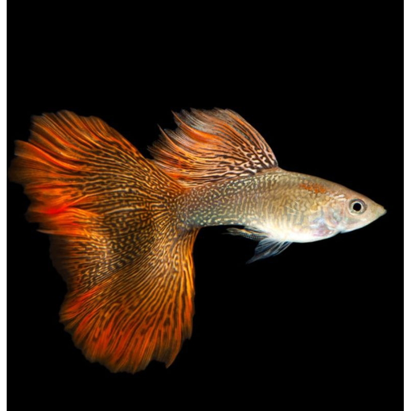 

(stiker)guppy red lace