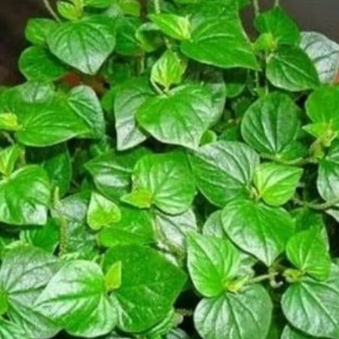 

Promo Daun Suruhan, Sirih Cina - Obat Asam Urat ready .. ....