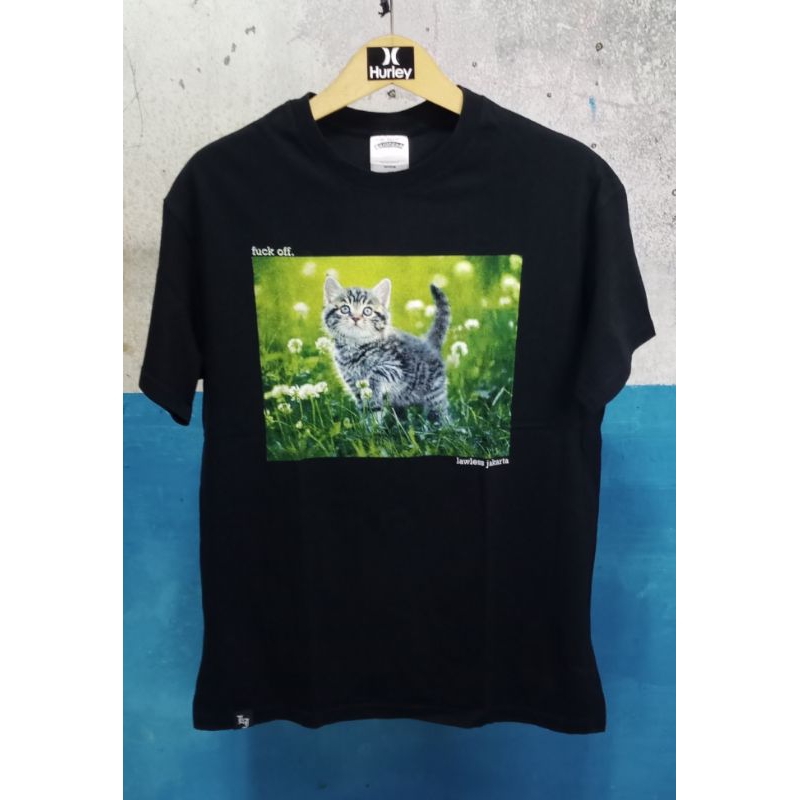 Lawless jakarta kitten