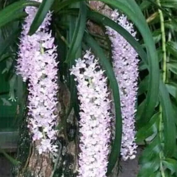 

silahkan Anggrek ekor tupai / Rhynchostylis retus,,a