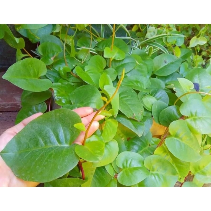 

Daun binahong segar 100gr