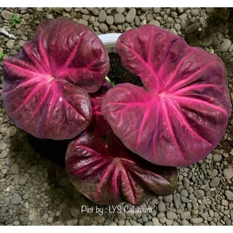 BIBIT CALADIUM NOGO GENI
