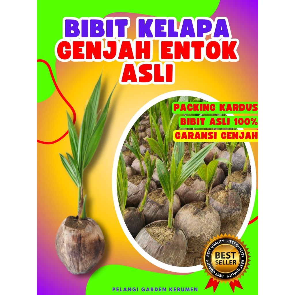 CEPAT BERBUAH.. Benih Kelapa Besar, Benih Kelapa Bonsai, Benih Kelapa Buah Besar