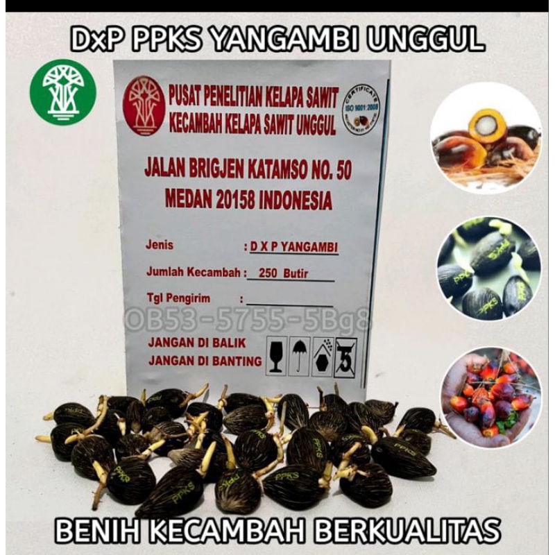 KECAMBAH SAWIT YANGAMBI BÈRSERTIFIKAT