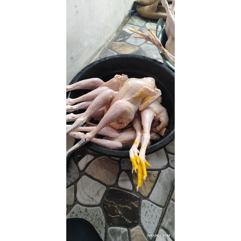 

ayam kampung Bebek mentok