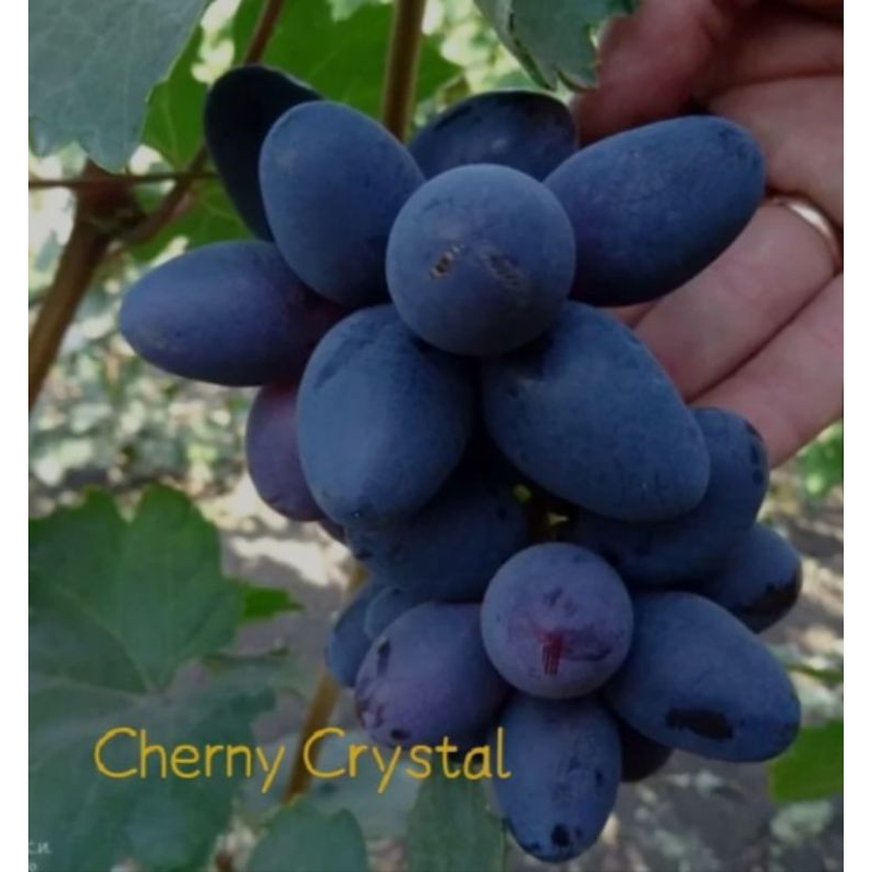 

anggur import varian cherny kristal