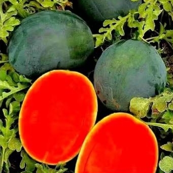 50 benih semangka super tanpa biji