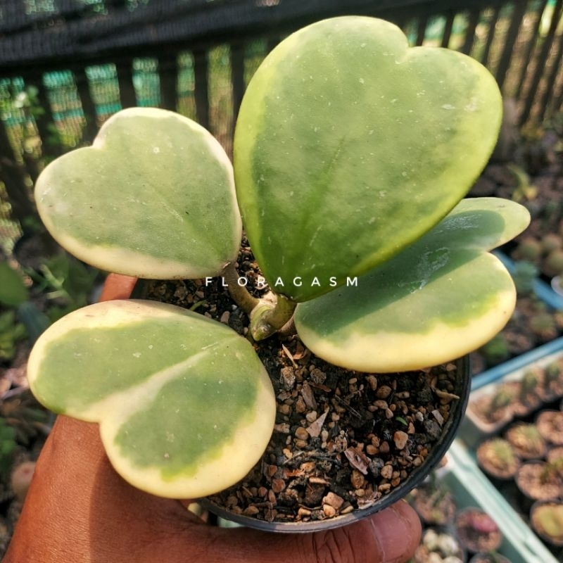 Hoya Kerrii marginata