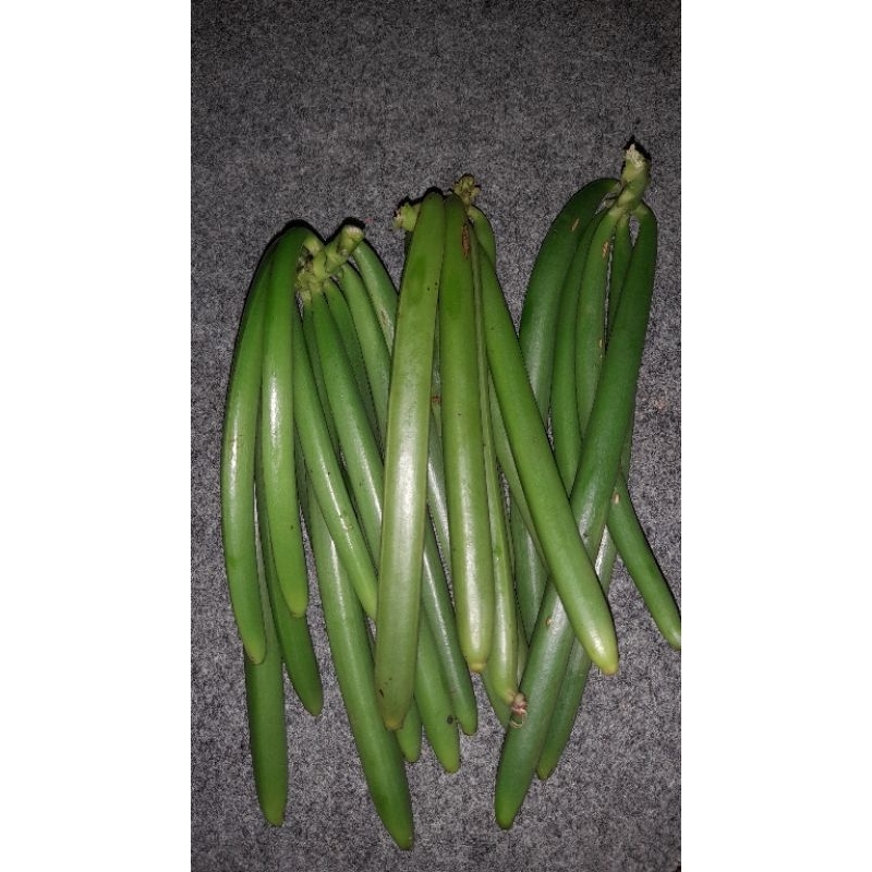 

vanili hijau segar 1kg