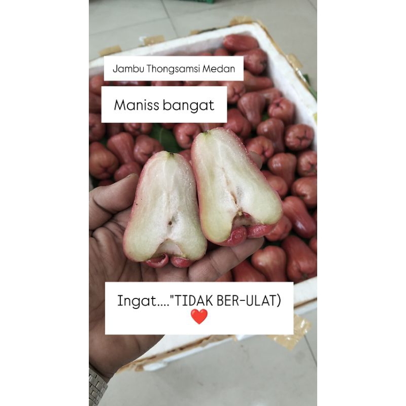 

Jambu Air Thongsamsi // Jambu Air Madu Merah Medan Fresh Size Jumbo (manis, garing & Juice) 1kg
