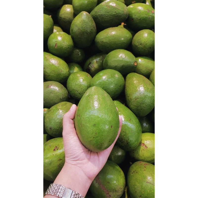 

[ BARU ] Alpukat Mentega Besar Murah Fresh