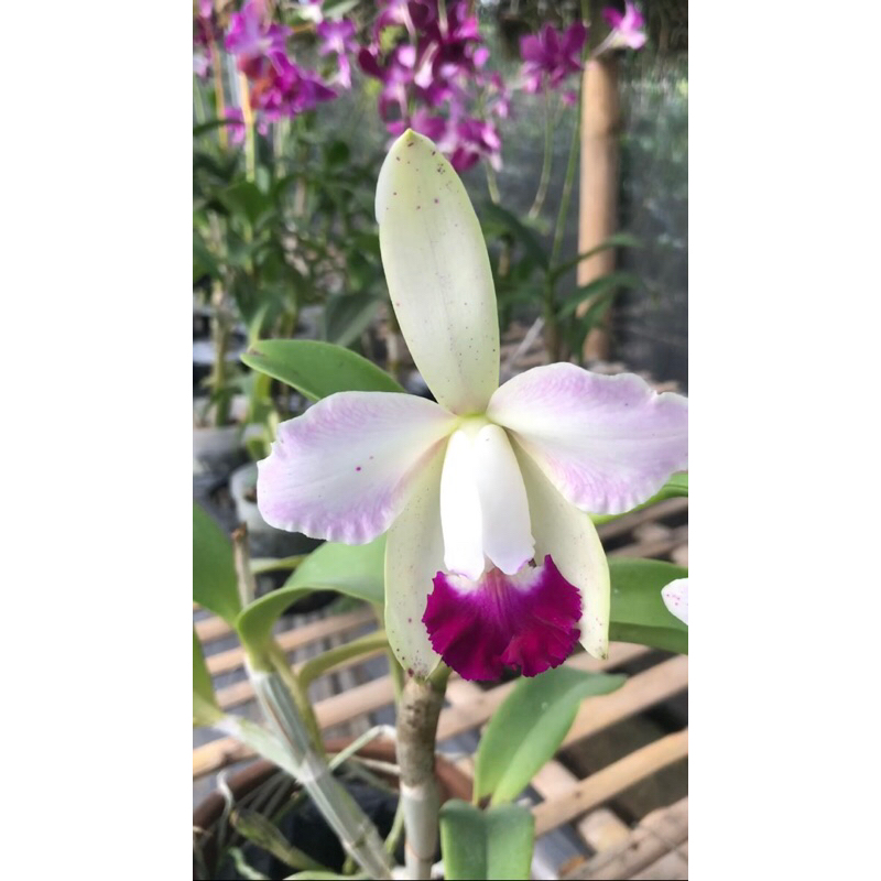 Anggrek Cattleya Dewasa Siyap Bunga