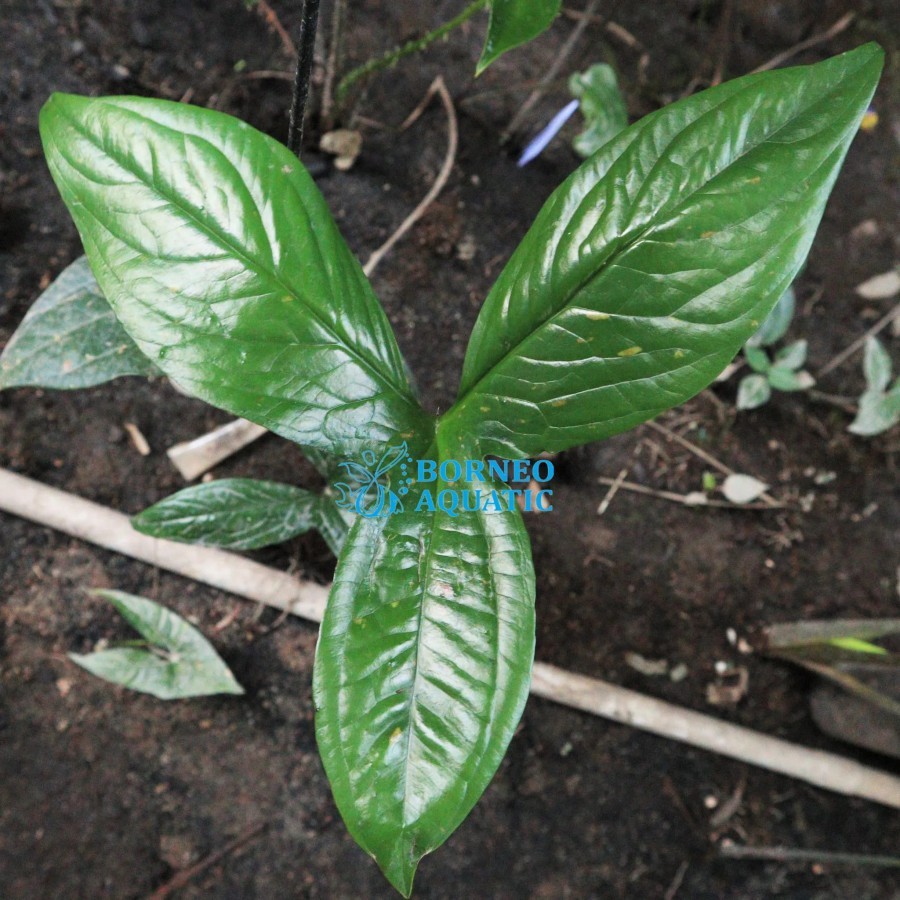 Tanaman Endemik Cyrtosperma Macrotum - Tanaman Endemik Indonesia