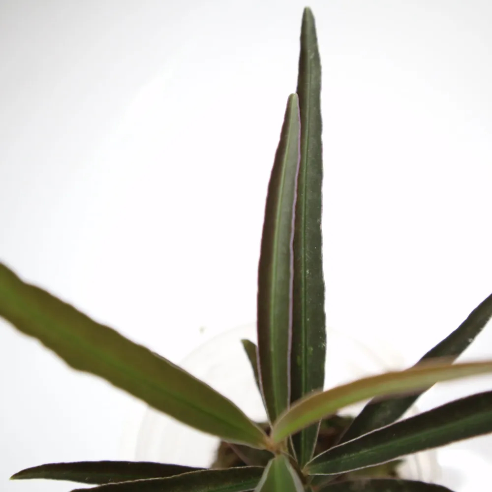 Tanaman Endemik Ardisia sp Pink Line - Tanaman Endemik Indonesia