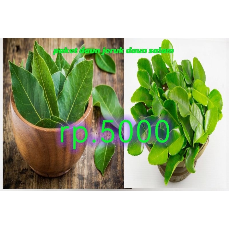 

paket daun jeruk daun salam (fresh) dari pohon