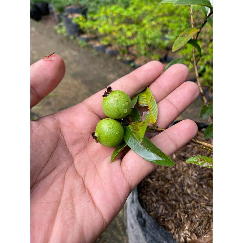 Blantik Kembang - Tanaman Buah Jambu Biji Mini - Jambu Kerikil