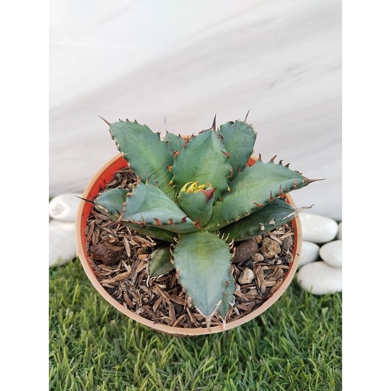 agave titanota kyoto