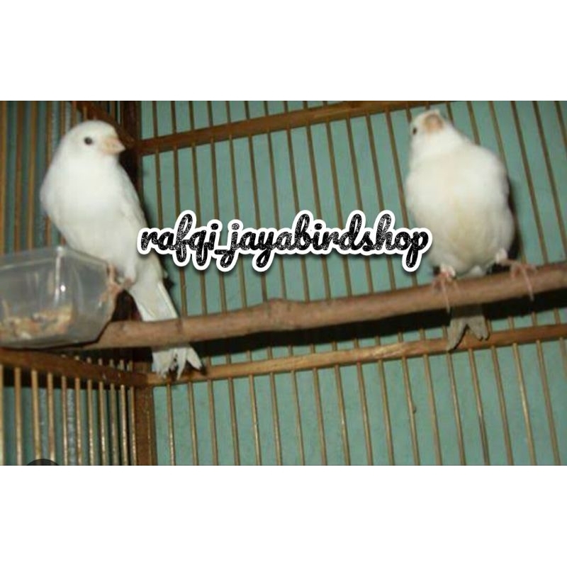 KENARI PUTIH SEPASANG JANTAN BETINA