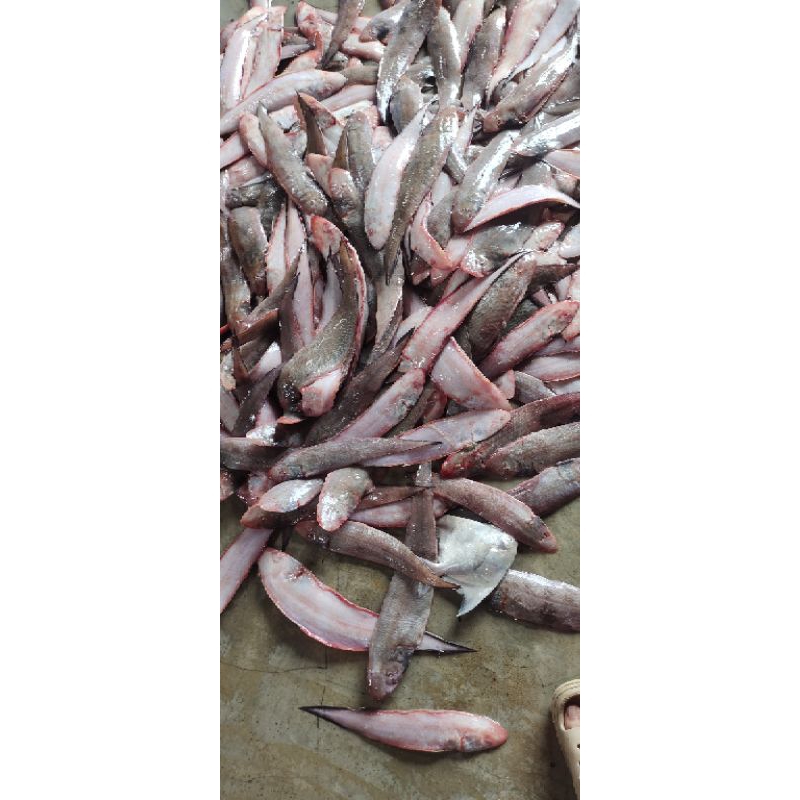 

Ikan lidah / Angsiam 7 - 9 ekor 1kg