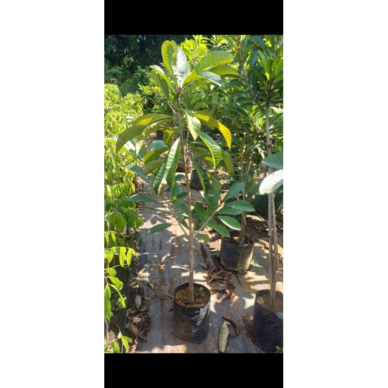 mamey sapote espeda sambung susu